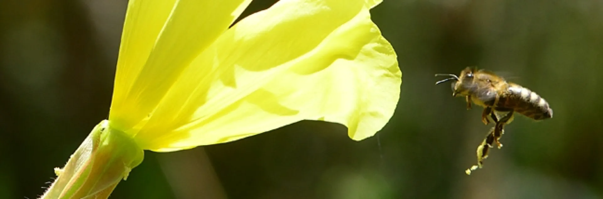 A honey bee prepares to visit another primose. Note the stringy mass of pollen hanging from her hind legs. (Photo by Kathy Keatley Garvey)