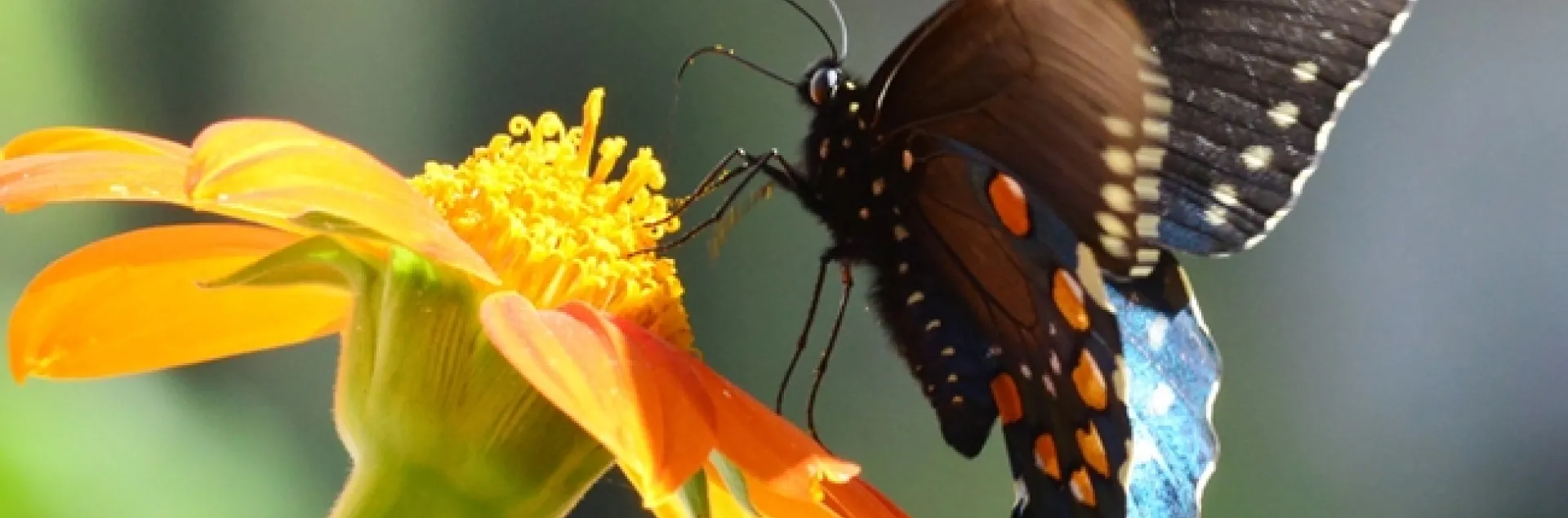 Pipeline swallowtail on Tithonia. (Photo by Kathy Keatley Garvey)
