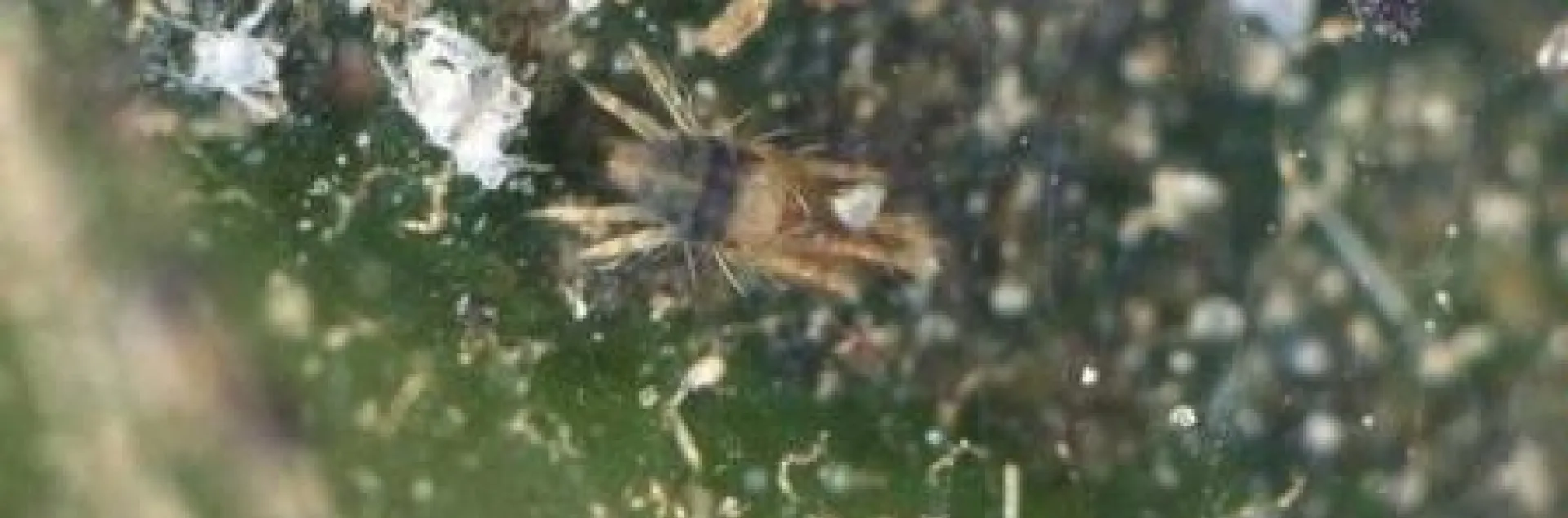 avocado brown mite