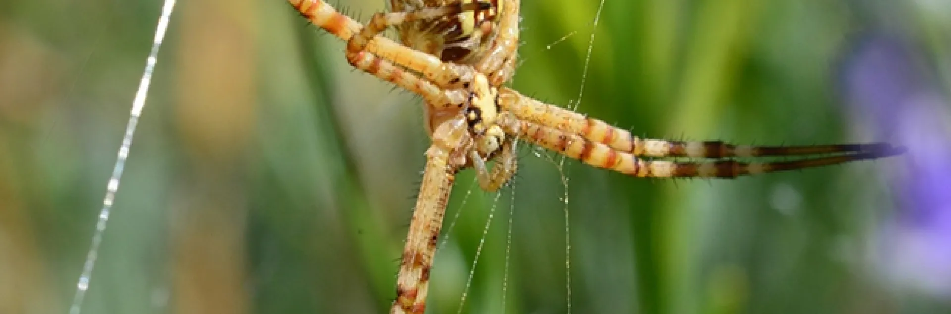 A banded garden spider (Argiope trifasciata)--as identified by UC Davis distinguished professor Art Shapiro--waits for prey. (Photo by Kathy Keatley Garvey)