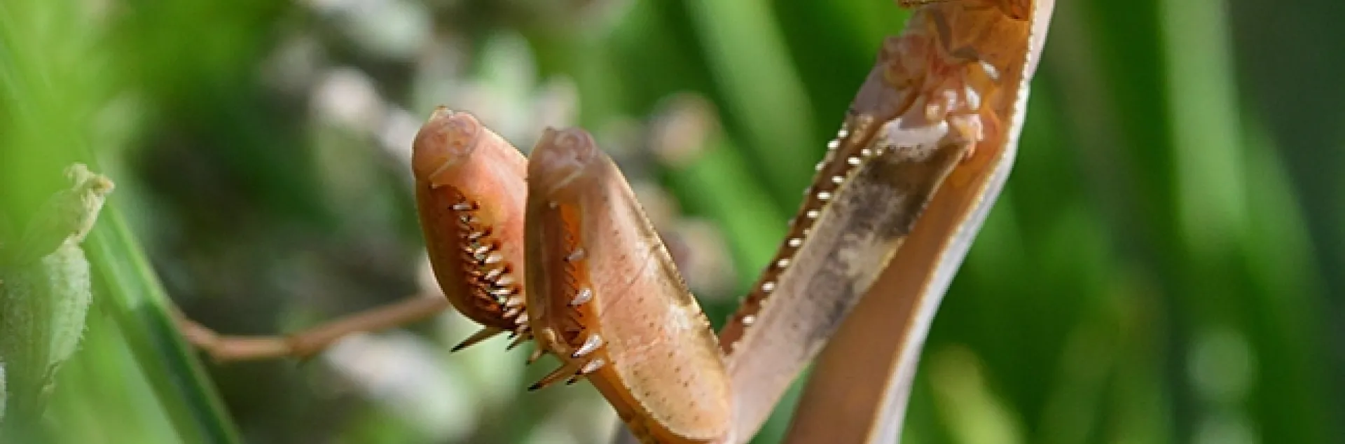 he drought has caused a number of immature praying mantids to die for lack of food. This is a female female Stagmomantis californica, as identified by Andrew Pfeiffer. (Photo by Kathy Keatley Garvey)