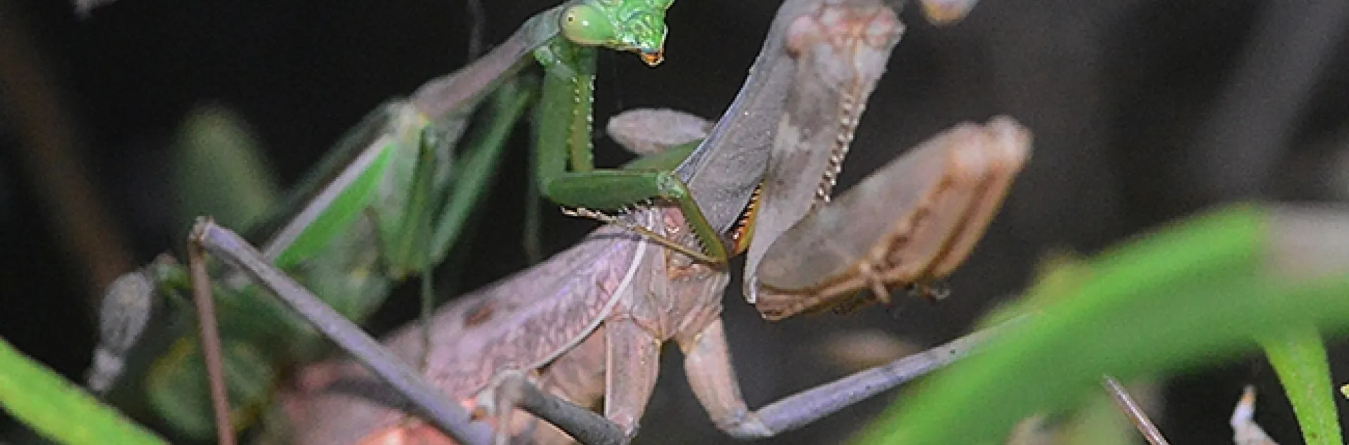 A mating pair of praying mantids. At left is the male, soon to lose his head. (Photo by Kathy Keatley Garvey)