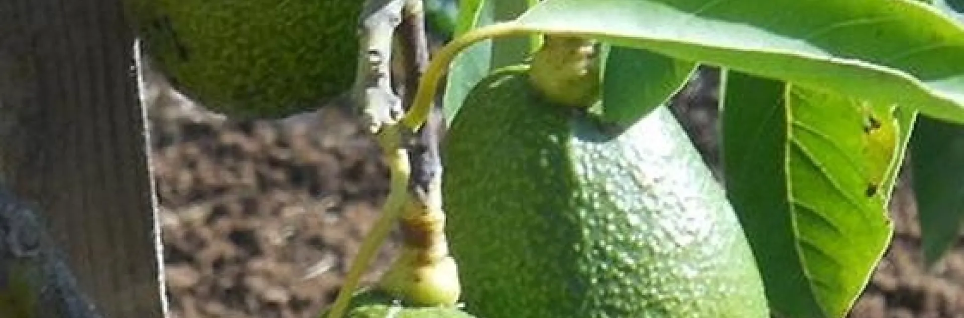 Lamb Hass pulling on tree