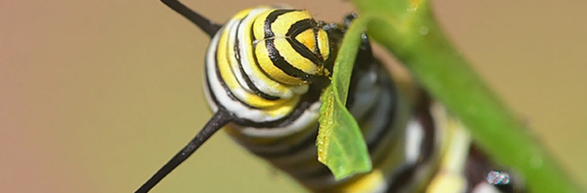 A monarch caterpillar chowing down milkweed. (Photo by Kathy Keatley Garvey)