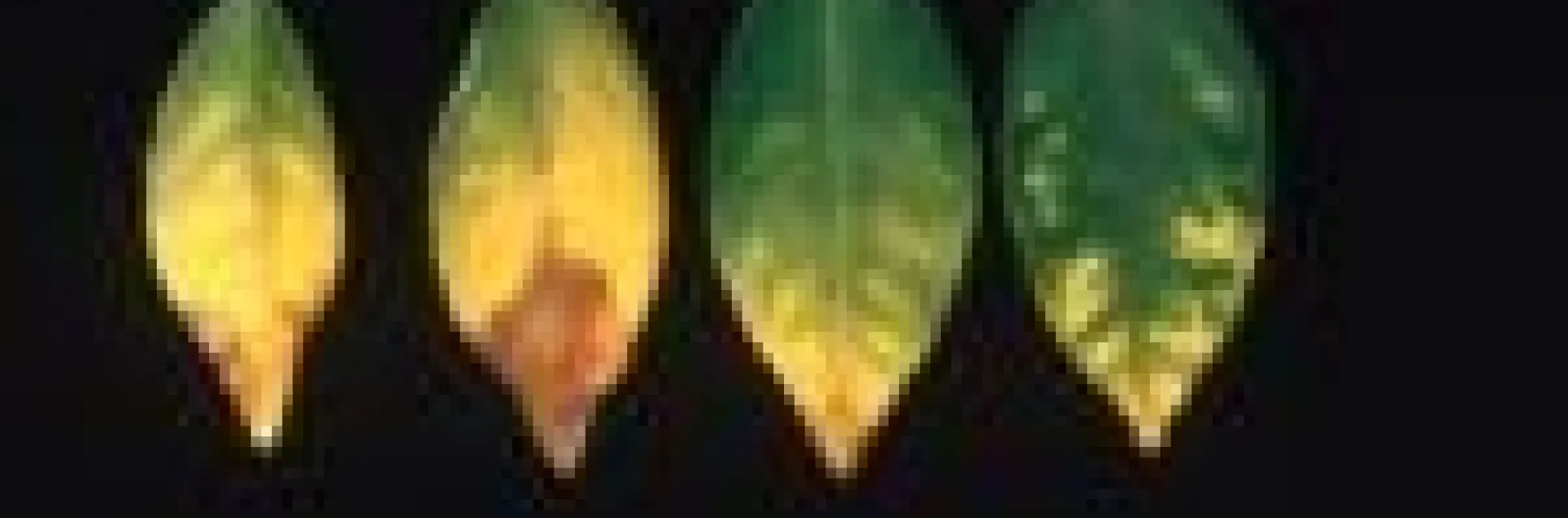 boron toxicity citrus 1