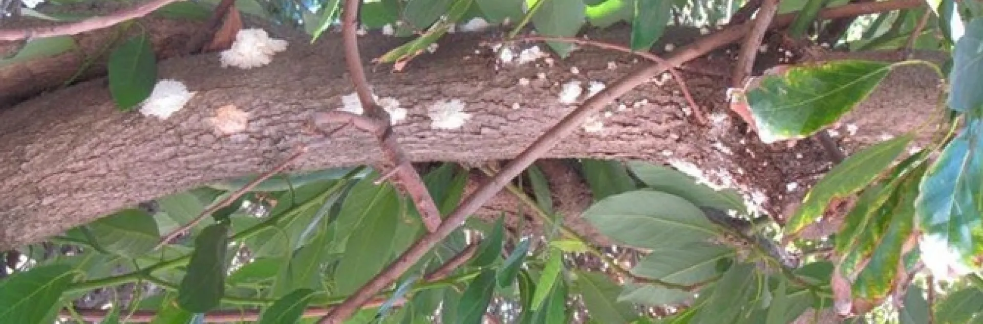 Sugary exudate on trunks or branches may indicate a PSHB attack. Note that exudate may be washed off after rain events and therefore may not always be present on a heavily infested branch.
