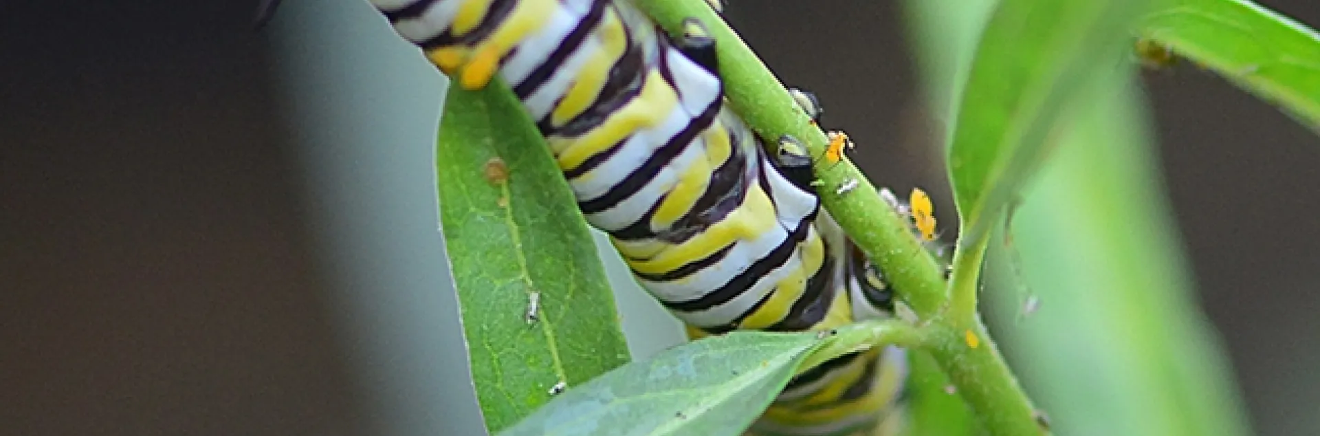 A lady beetle, a monarch caterpillar and an infestation of oleander aphids. (Photo by Kathy Keatley Garvey)
