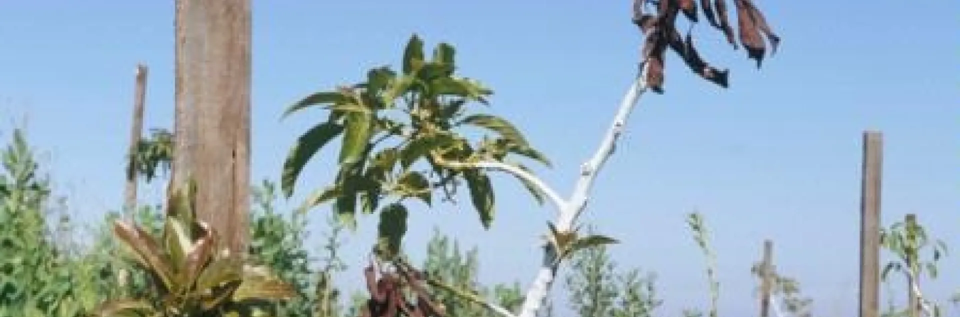 asphyxiation avocado