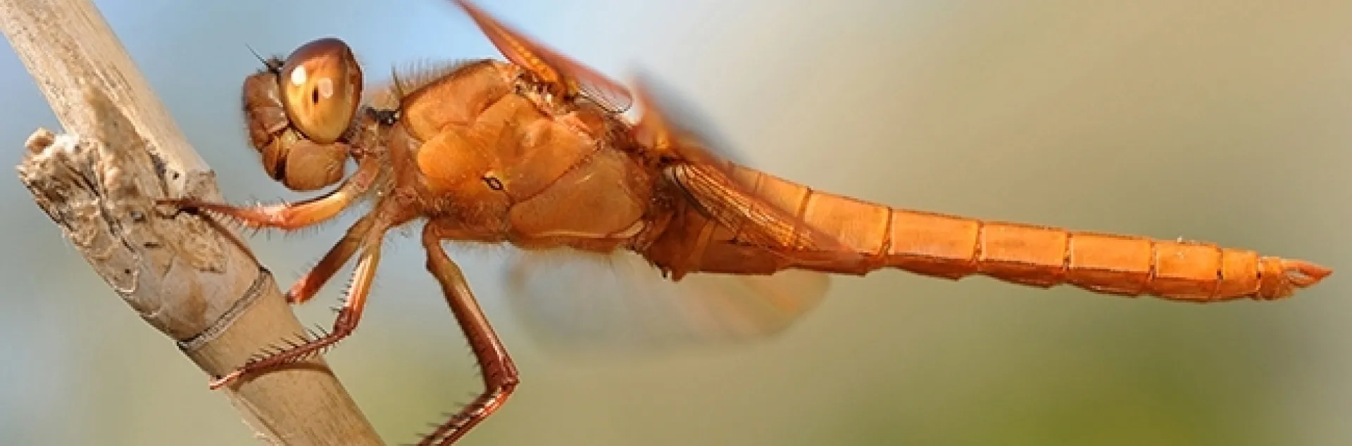 A red flameskimmer dragonfly, (Libellula saturata) perches on a bamboo stake. (Photo by Kathy Keatley Garvey)