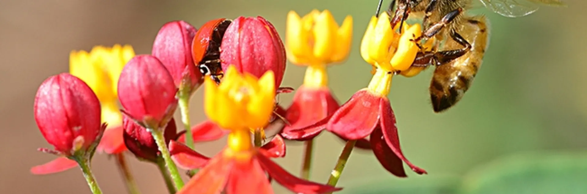 Labor Day activity: A honey bee and a lady beetle (see center of blossoms) forage on a scarlet milkweed. (Photo by Kathy Keatley Garvey)