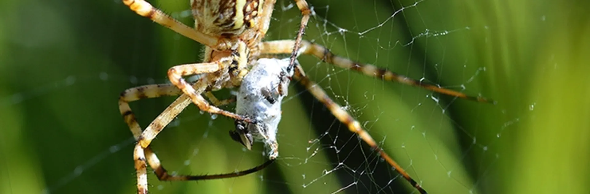 A banded garden spider (Argiope trifasciata) wraps a bee. (Photo by Kathy Keatley Garvey)