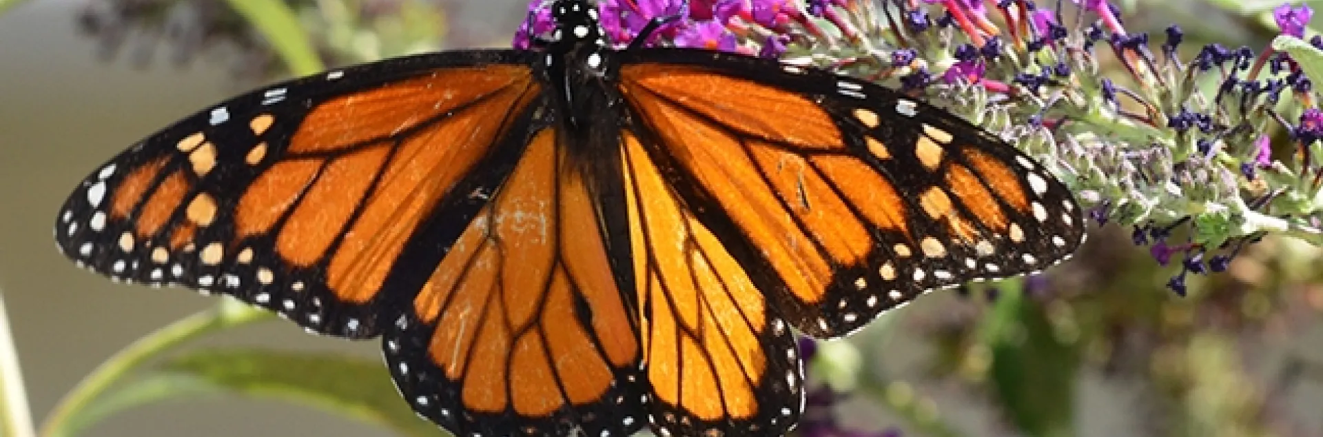 A Monarch nectaring on a butterfly bush. (Photo by Kathy Keatley Garvey)