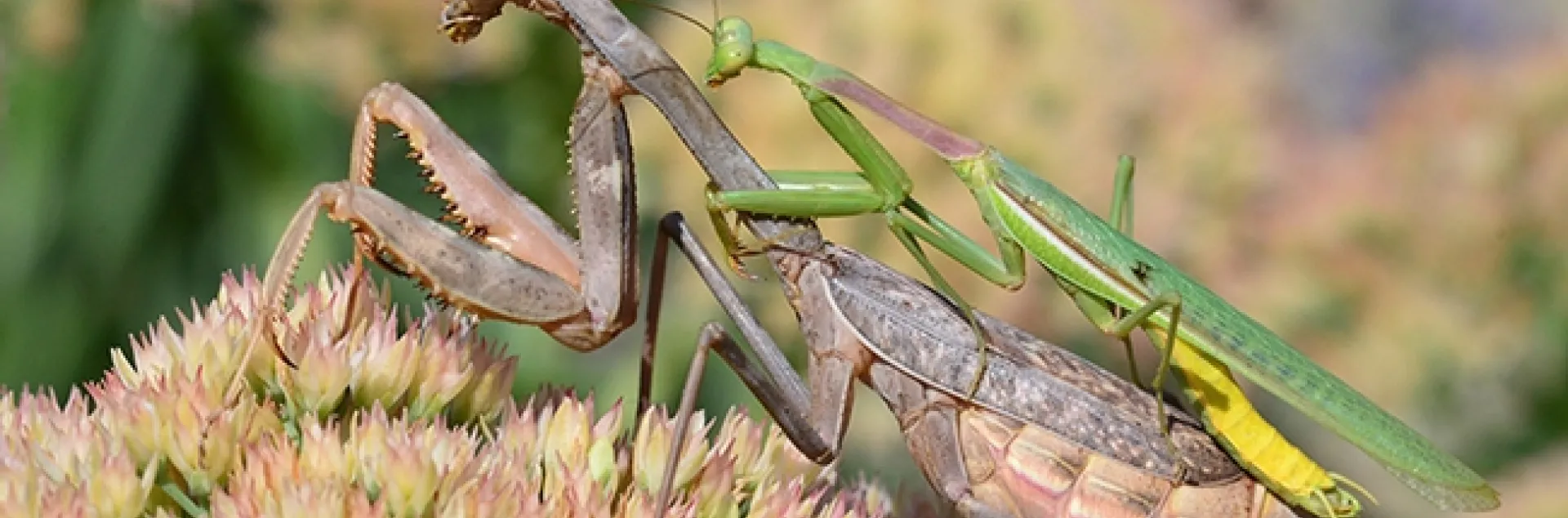 Mating praying mantids on sedum. The male looks like a thin blade of grass. (Photo by Kathy Keatley Garvey)