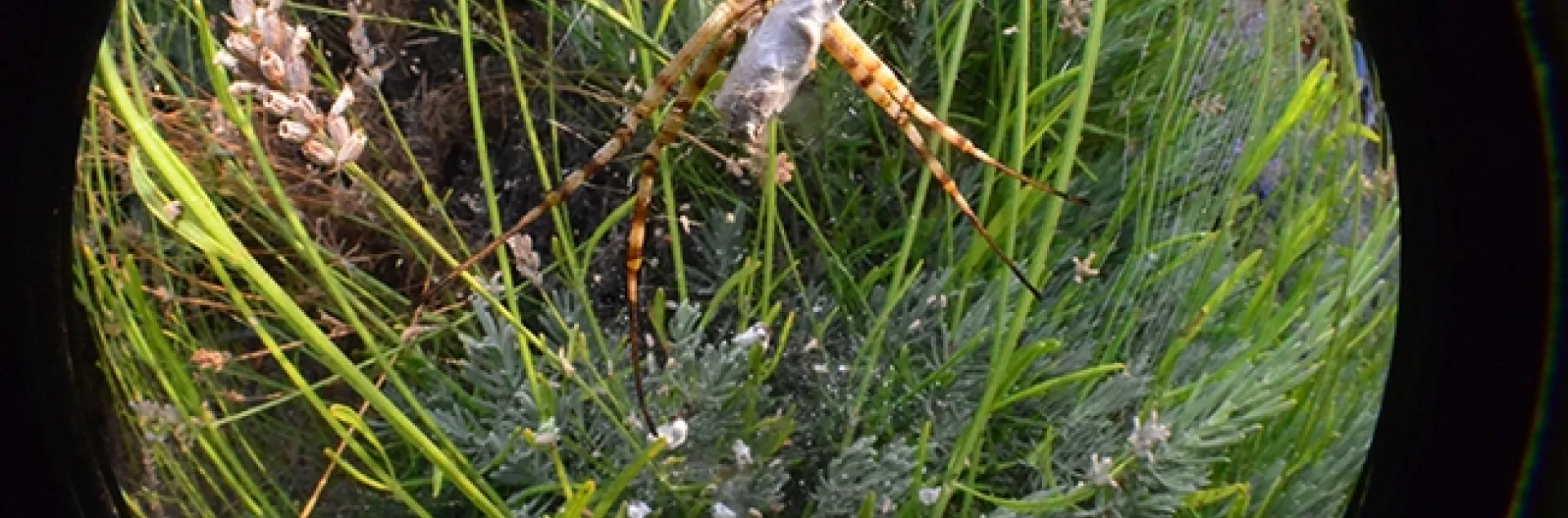Fish-eye view of a banded garden spider (Argiope trifasciata) with prey. (Photo by Kathy Keatley Garvey)