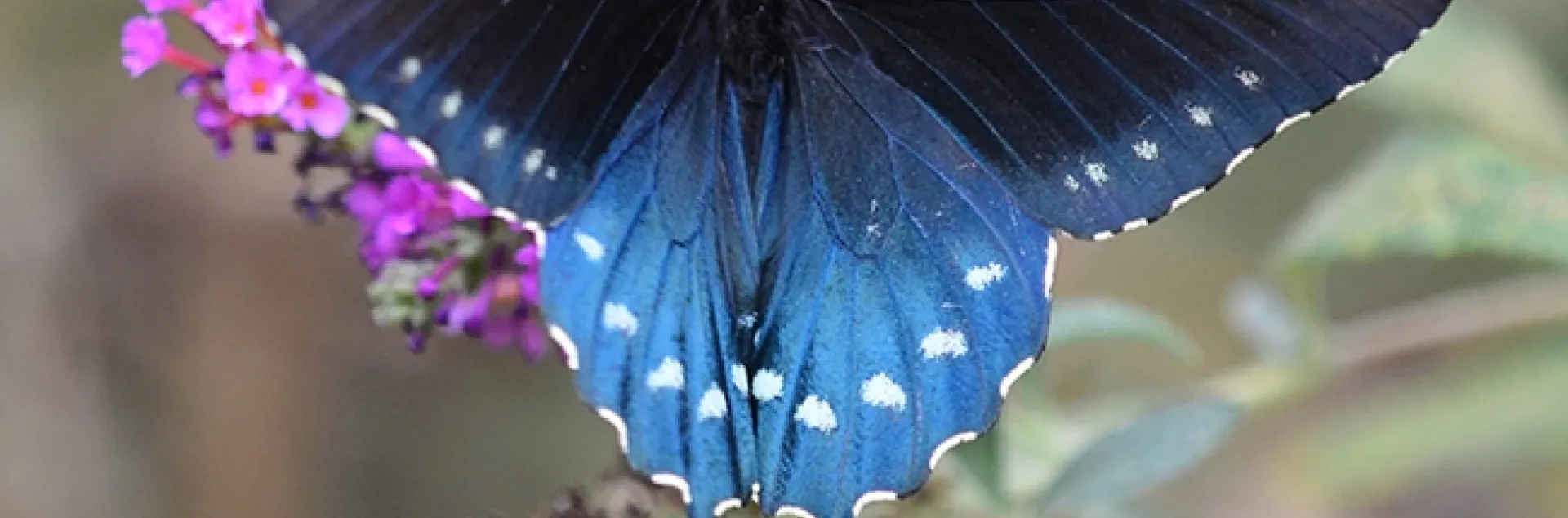 A pipevine swallowtail, Battus philenor, flashes its colors. (Photo by Kathy Keatley Garvey)