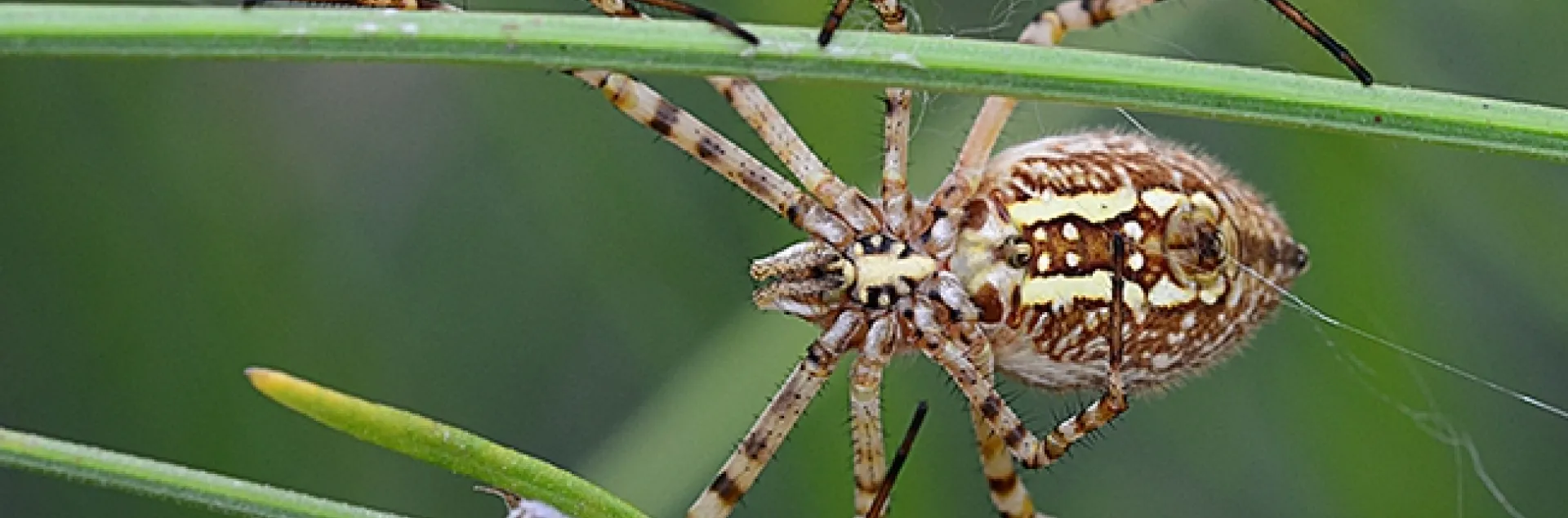 A banded garden spider (Argiope trifasciata) straddling lavender stems. (Photo by Kathy Keatley Garvey)