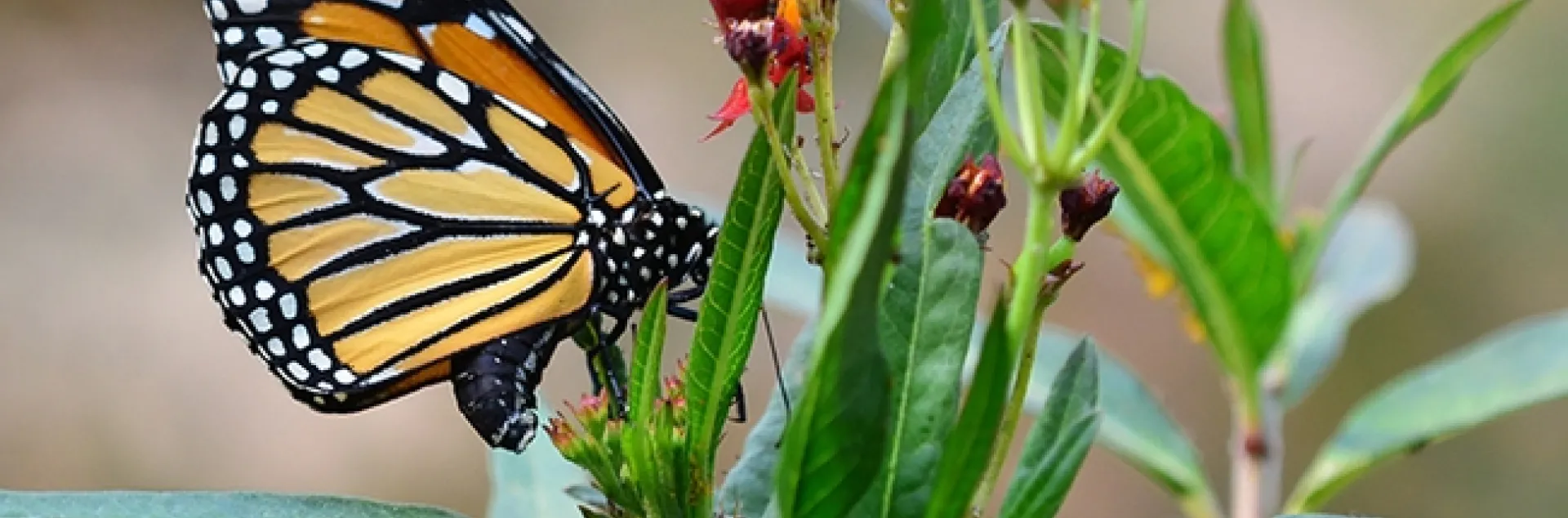 A monarch laying an egg on her host plant, milkweed. (Photo by Kathy Keatley Garvey)