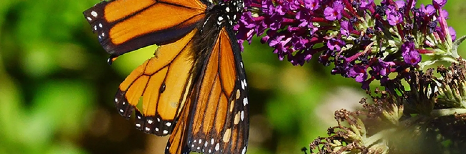 Monarch butterfly showing signs of a predator encounter. (Photo by Kathy Keatley Garvey)