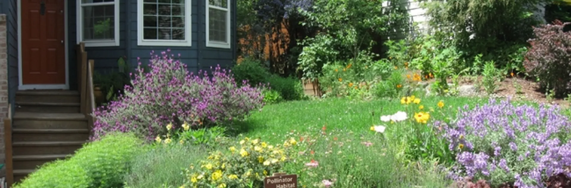Matthew Shepherd's front yard at his home in Beaverton, Ore., draws scores of pollinators. (Photo courtesy of Matthew Shepherd)