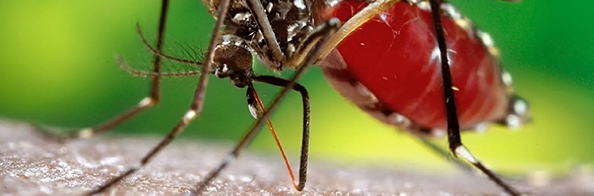 Female mosquito, Aedes aegypti, also known as "the dengue mosquito," drawing a blood meal. (Photo by James Gathany. United States Department of Health and Human Services)