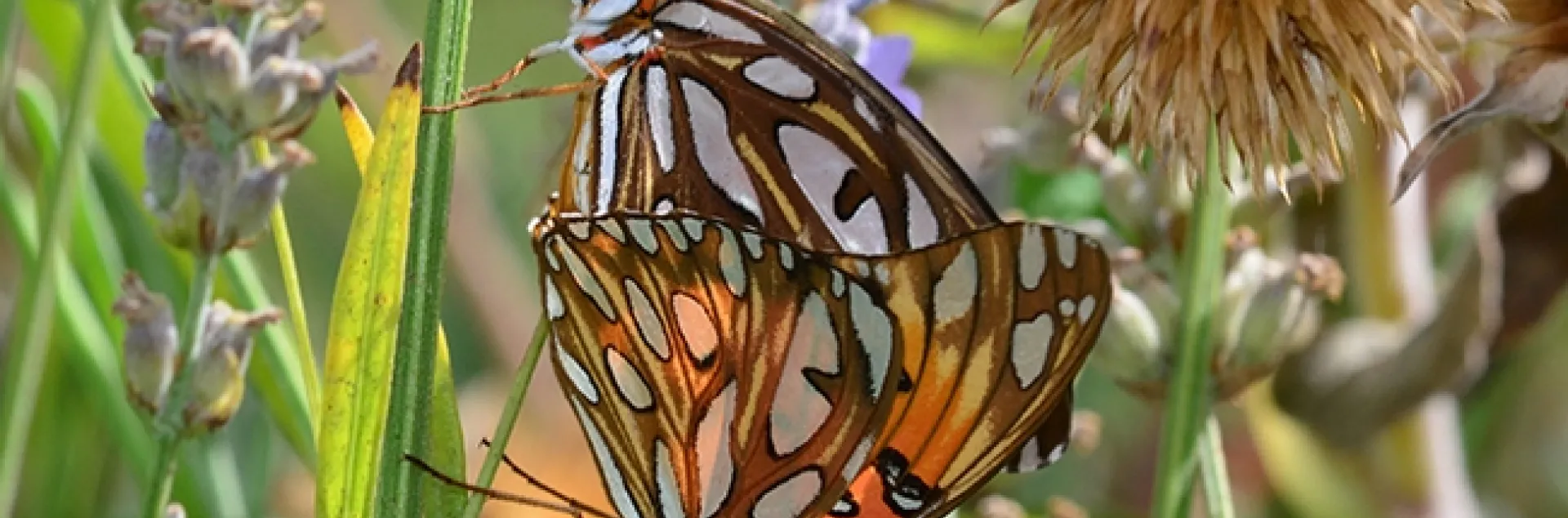 Two Gulf Fritillaries doing what comes naturally. (Photo by Kathy Keatley Garvey)