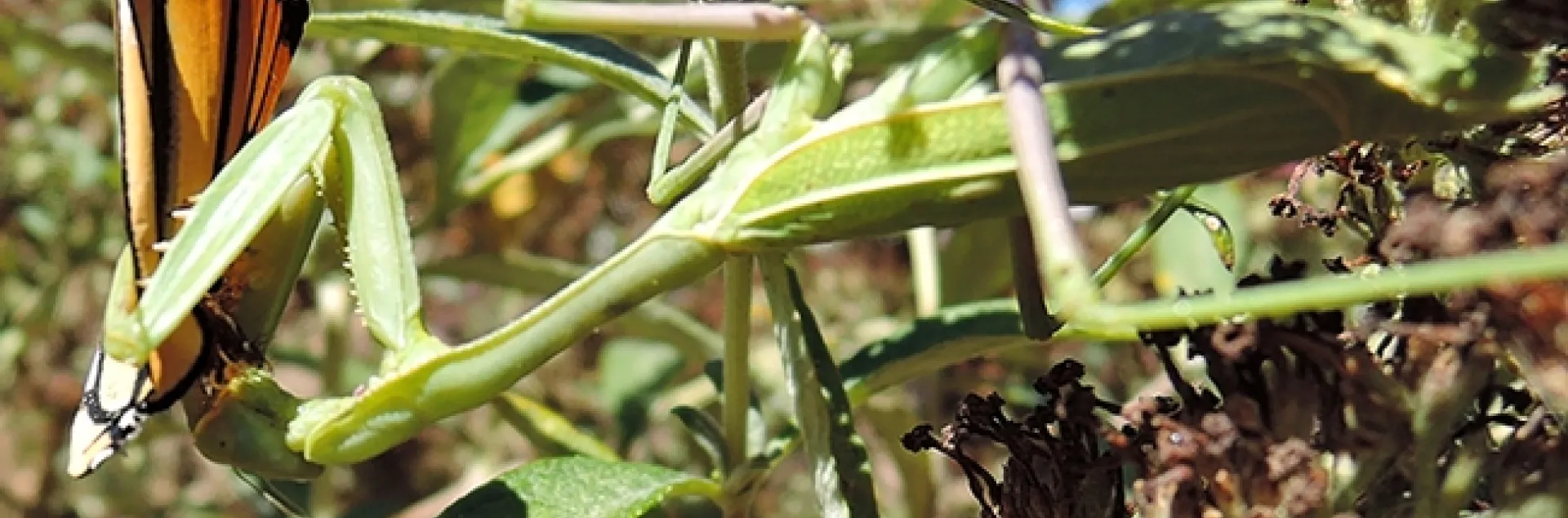 A praying mantis nails a monarch butterfly on a butterfly bush. (Photo by Kathy Keatley Garvey(