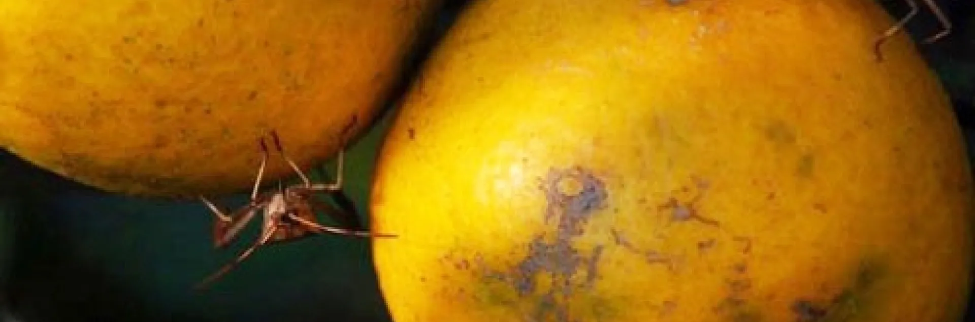 leaffooted bug damage on citrus