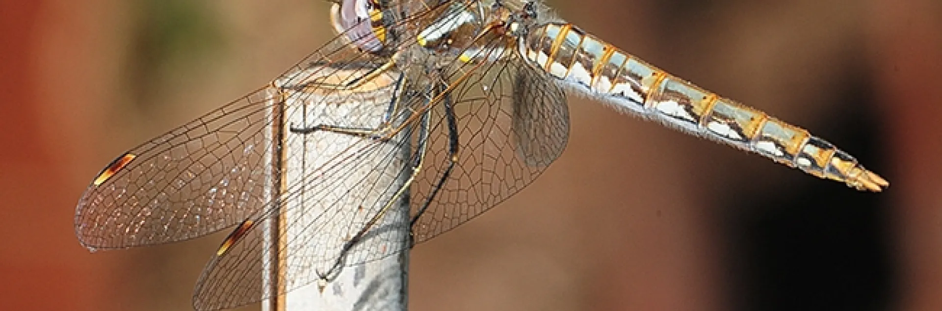 A wind-whipped female variegated meadowhawk, a Sympetrum corruptum. (Photo by Kathy Keatley Garvey)