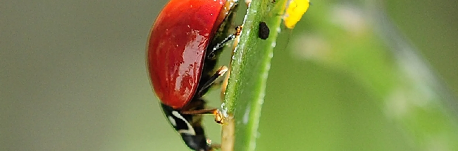 A lady beetle munching on an aphid while another aphid (far right) looks on. (Photo by Kathy Keatley Garvey)