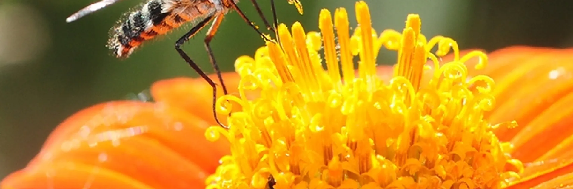 A bee fly, genus Villa, collecting pollen on a Mexican sunflower (Tithonia). (Photo by Kathy Keatley Garvey)