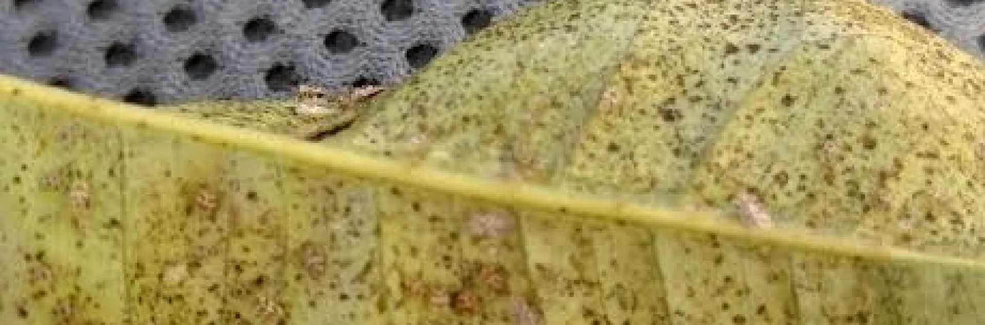 lace bugs and damage