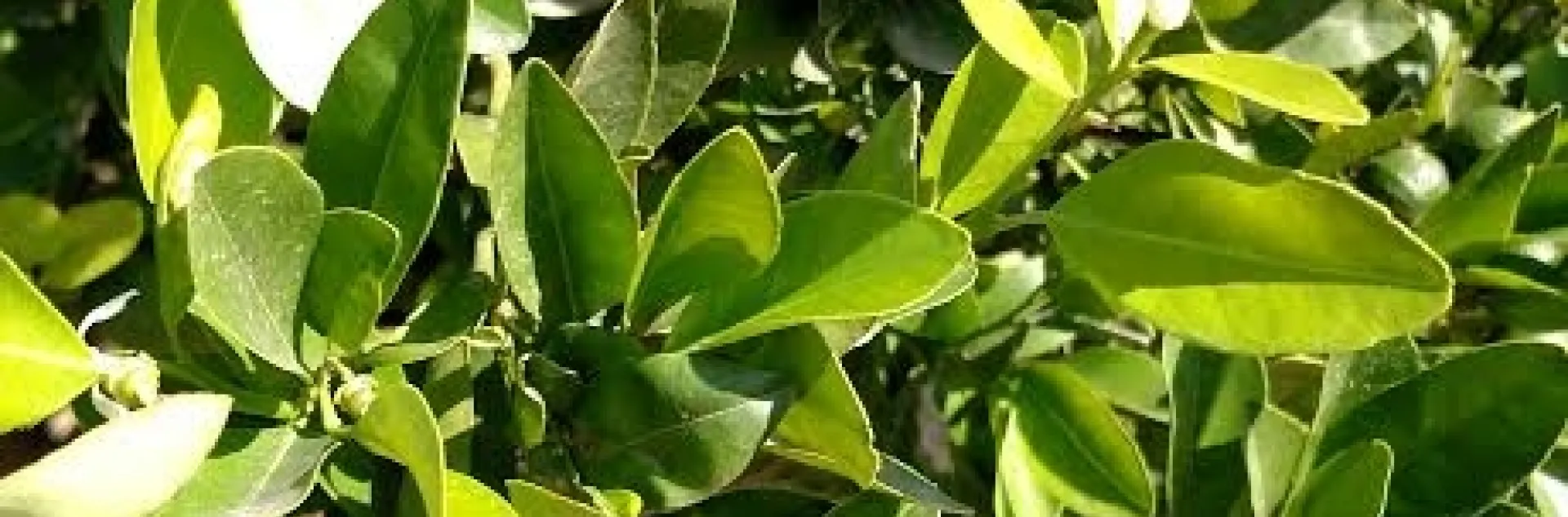 leaffooted bug on orange