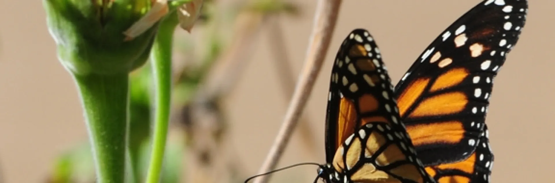 A monarch lands on a Mexican sunflower (Tithonia) in Vacaville, Calif. It may head to an overwintering site in Santa Cruz. (Photo by Kathy Keatley Garvey)
