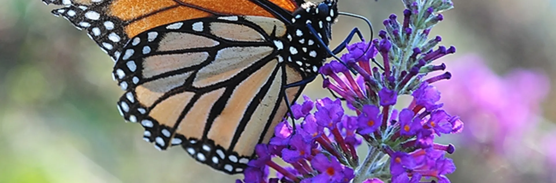 A monarch butterfly nectaring on a butterfly bush in Vacaville, Calif. today (Oct. 10). (Photo by Kathy Keatley Garvey)