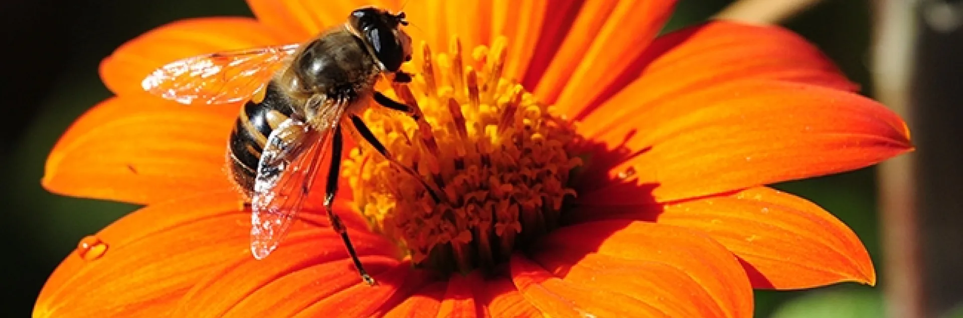 A drone fly, Eristalis tenax, foraging on a Mexican sunflower (Tithonia). (Photo by Kathy Keatley Garvey)