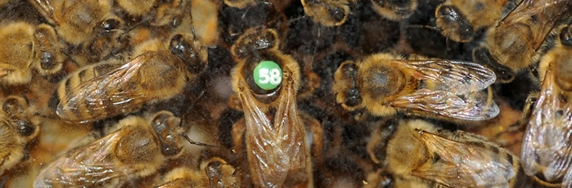 A queen bee circled by her retinue. (Photo by Kathy Keatley Garvey)