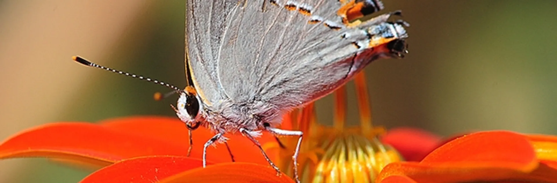 A common gray hairstreak, Strymon melinus, nectarine on a Mexican sunflower (Tithonia). Photo by Kathy Keatley Garvey)