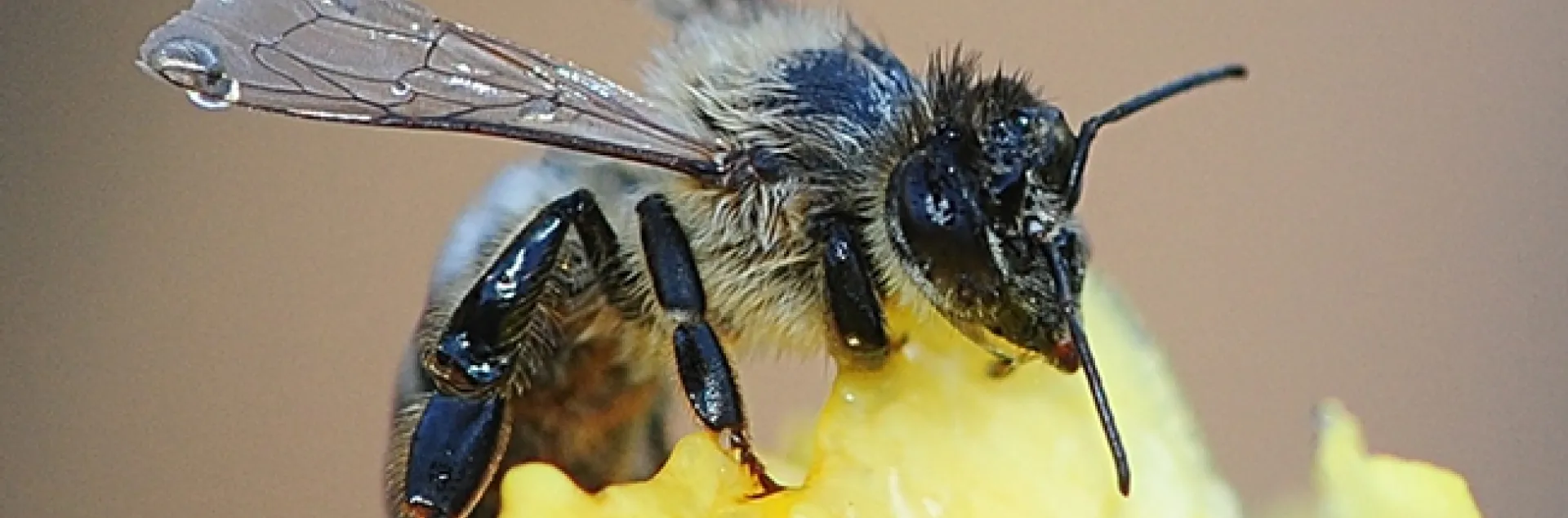 Honey bee caught in the storm attempts to dry off. (Photo by Kathy Keatley Garvey)