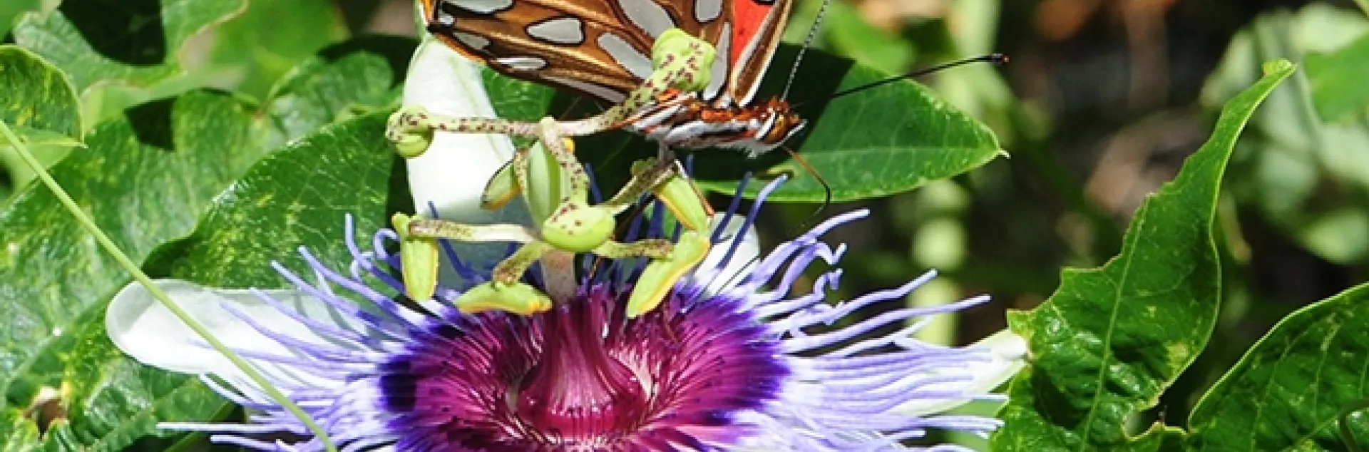 A Gulf Fritillary (Agraulis vanillae) lands on a passioinflower blossom. (Photo by Kathy Keatley Garvey)