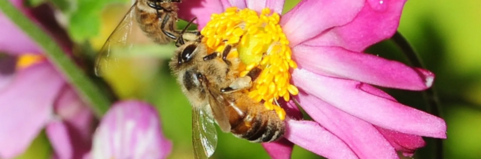 Two honey bees compete for floral resources as they forage on a Japanese anemone in the Luther Burbank gardens, Santa Rosa. (Photo by Kathy Keatley Garvey)