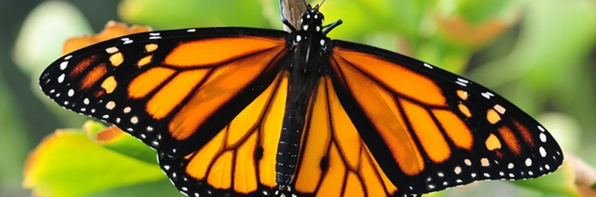 A newly released (Oct. 23) male monarch butterfly lands on a ginkgo tree. (Photo by Kathy Keatley Garvey)
