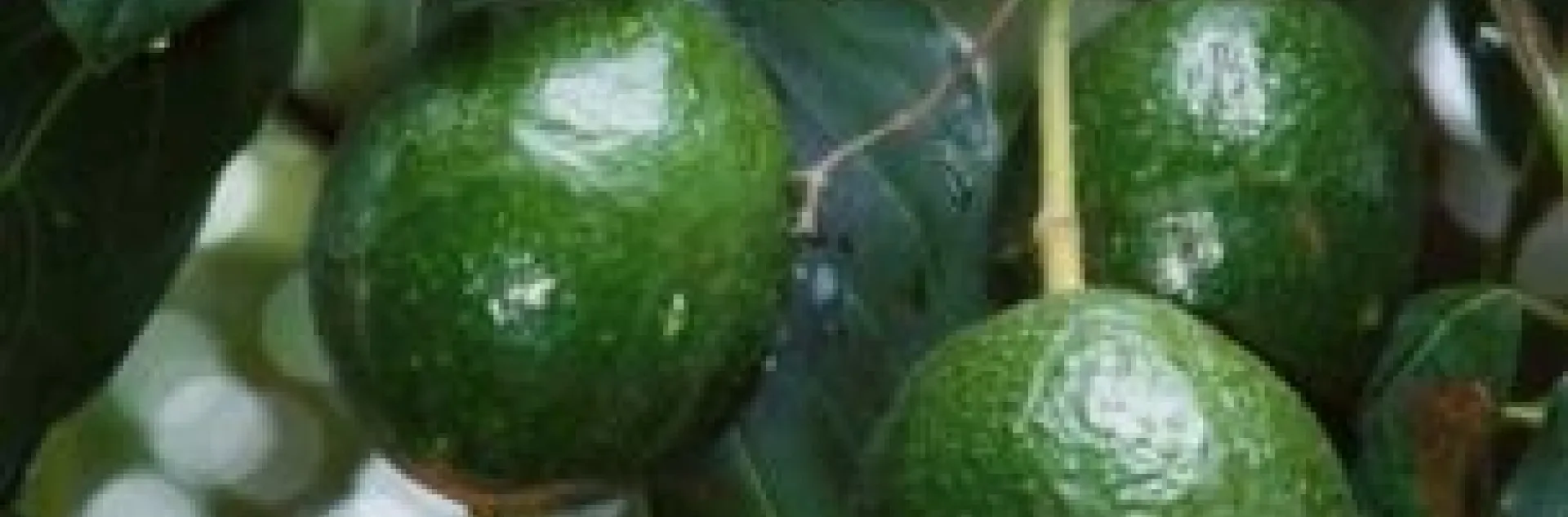 avocado fruit