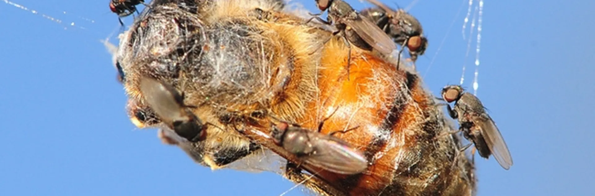 Freeloader flies, from family Milichiidae, crowd the carcass of a honey bee trapped in a web. (Photo by Kathy Keatley Garvey)