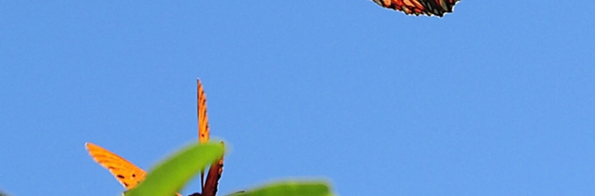 Gulf Fritillaries in a "Butterfly Ballet." (Photo by Kathy Keatley Garvey)