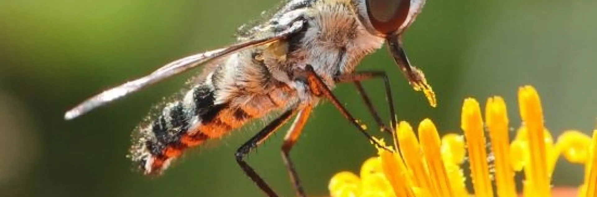 "Pollen Power": A robber fly with a trace of pollen. (Photo by Kathy Keatley Garvey)