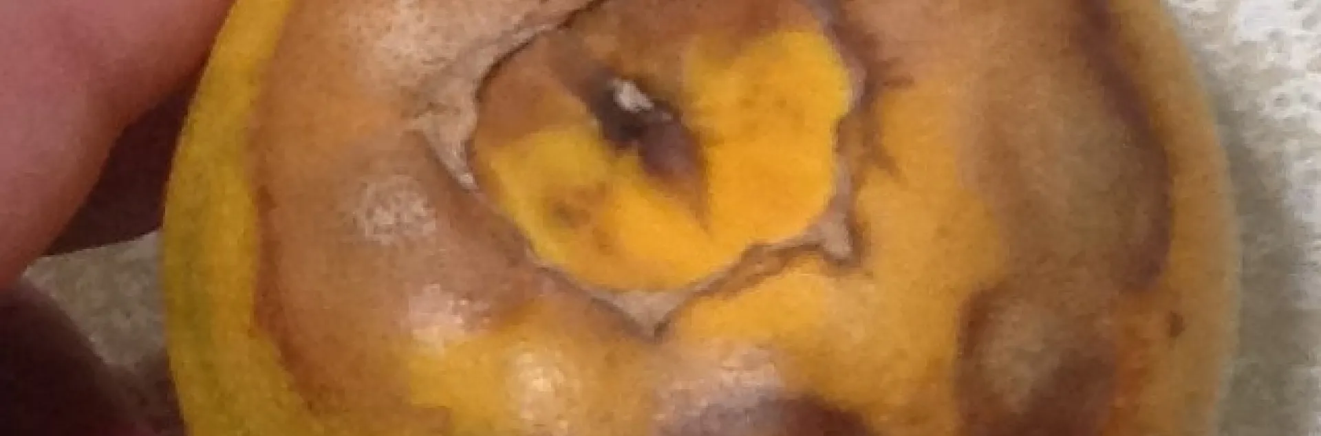 blossom end rot lemon