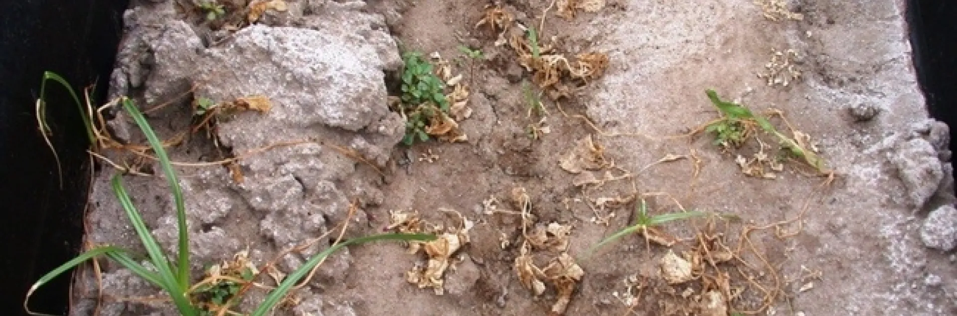 organic herbicide dead