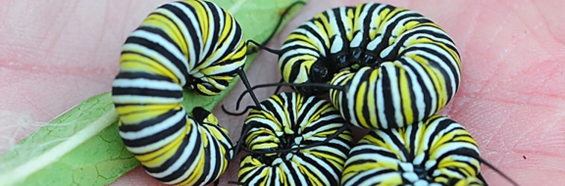 A handful of monarch caterpillars from one narrow-leafed milkweed plant. (Photo by Kathy Keatley Garvey)