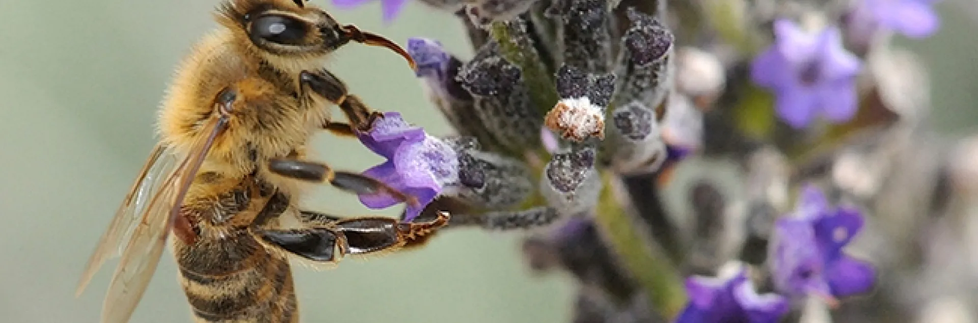Varroa mite (beneath wing) feeding on a forager (worker bee) as it's nectaring on lavender. (Photo by Kathy Keatley Garvey)