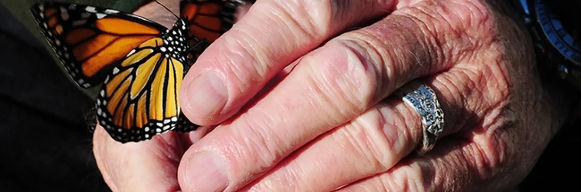 Moment of freedom--a female monarch is released. (Photo by Kathy Keatley Garvey)